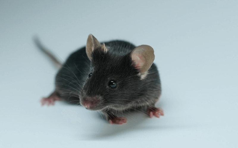 Rag2 （B、T免疫細(xì)胞缺失小鼠）